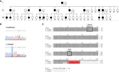 Novel Heterozygous Deletion in Retinol Dehydrogenase 12 (RDH12) Causes Familial Autosomal Dominant Retinitis Pigmentosa